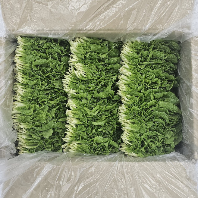 클릭마켓 쌈추 1kg 쌈배추, 1개