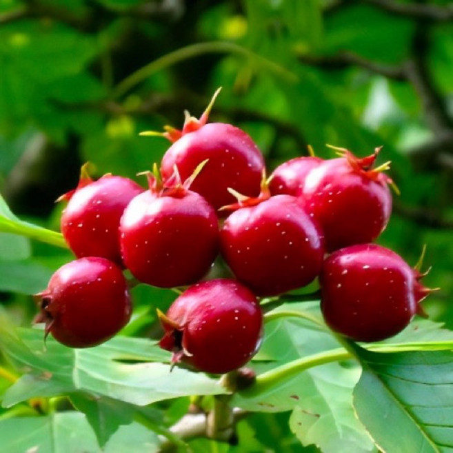 대왕크기 산사나무 묘목 대실산사 / 일반산사열매 3배크기, 1개