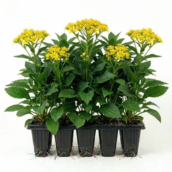 울릉도 부지갱이 모종 키우기, 5개