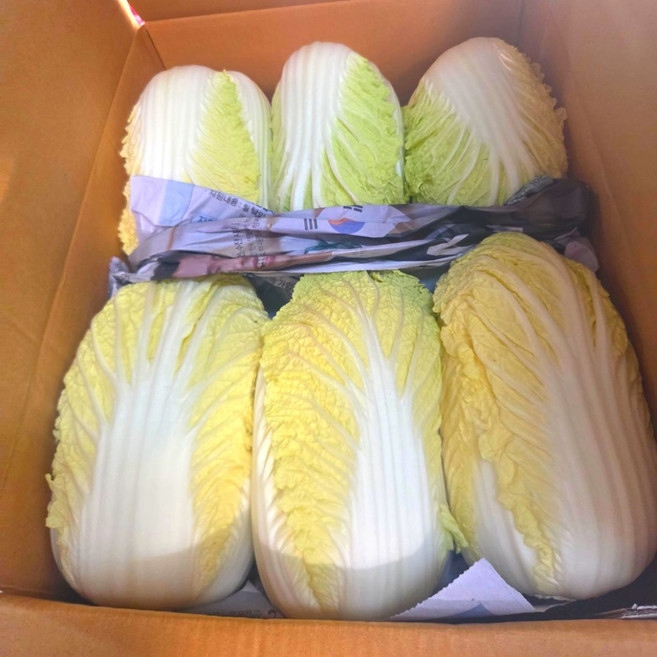 (삼형제청과)알배기 배추 알배추 쌈배추 3통 6통 12통, 3개, 600g