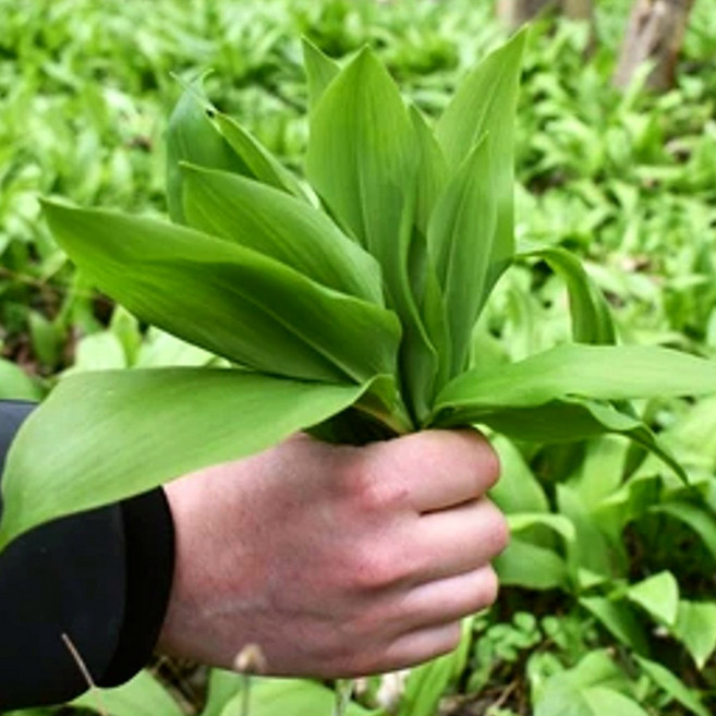 O2 명이나물 산마늘 생명이나물 명의나물, 1개, 3kg