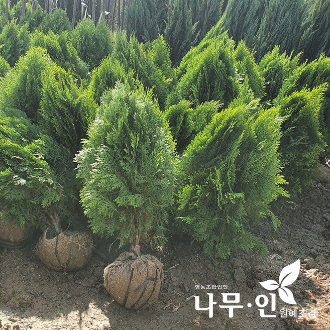 [나무인]황금측백나무 키50cm 무배, 1개, 그린