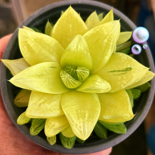 예쁜 다육식물 56가지 모아보기, 17번-옥루금, 1개