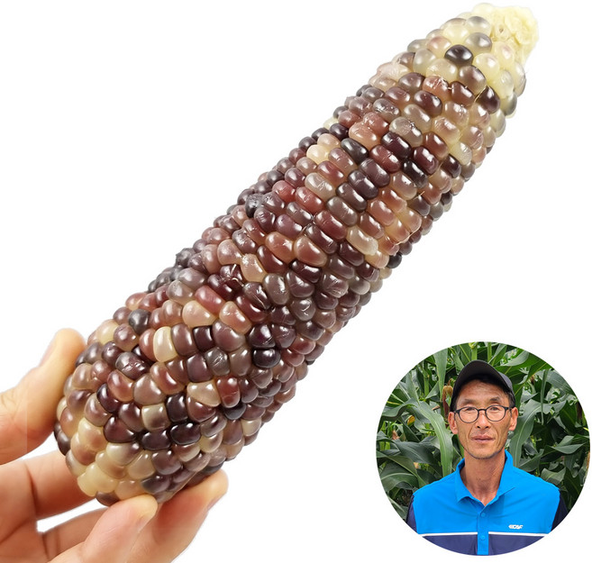 햇살농원 강원도 정선 냉동 흑찰 옥수수 찜 후 냉동, 12개