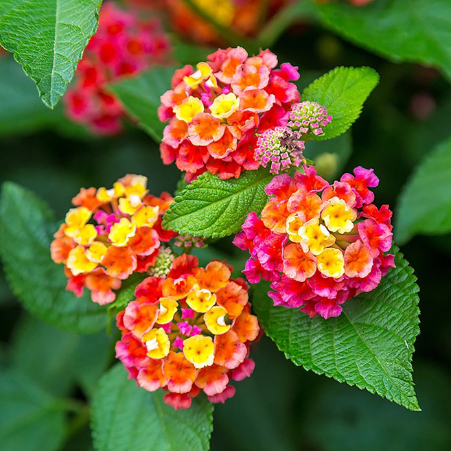 //초화//란타나 3개셋트(색상랜덤), 3개