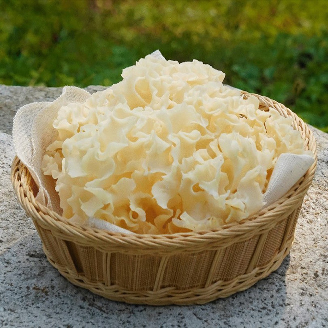 에스제로 일상 활력 맞이 무농약 천생 건조 꽃송이버섯, 건조 꽃송이버섯 50g, 1개