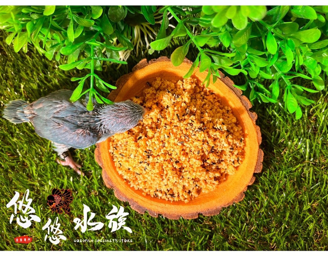 偉特蛋粉 太平洋鸚鵡飼料, 1個, 300G_食品級真空夾鏈立袋