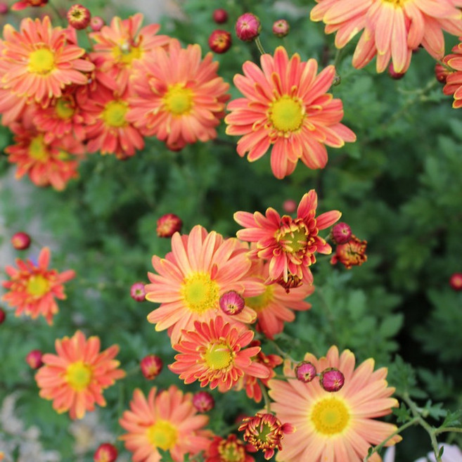 구절초 오렌지, 1개