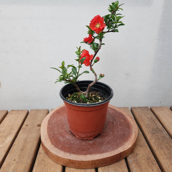 겹홍장수매 에스라인 소품159 분재 석부작 꽃화분 꽃비종합원예, 1개, 사진참조