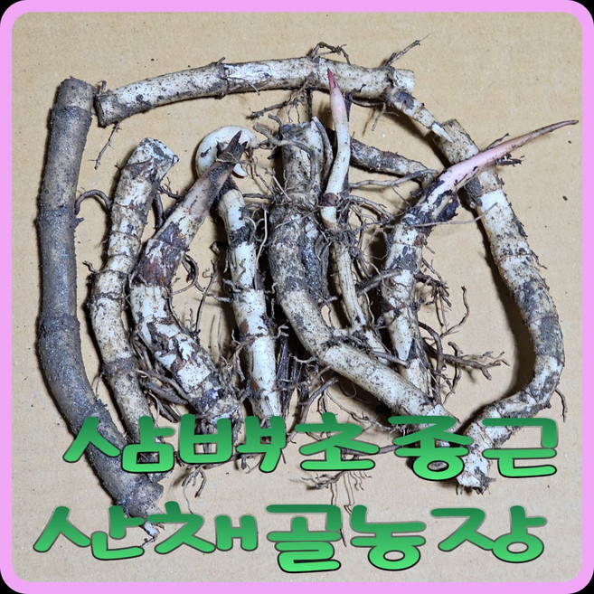 모종이야기 삼백초모종 뿌리분얼종근, 20개