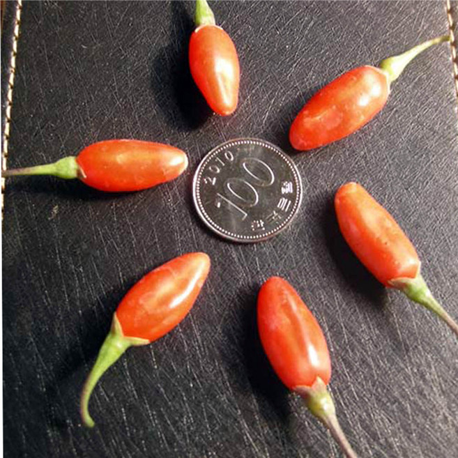 슈퍼왕구기자 나무 묘목 - 삽목5년 뿌리묘 1개