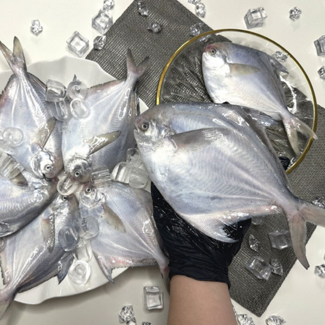 급냉 대짜 병어 2kg(9-15미 내외), 1개, 2kg