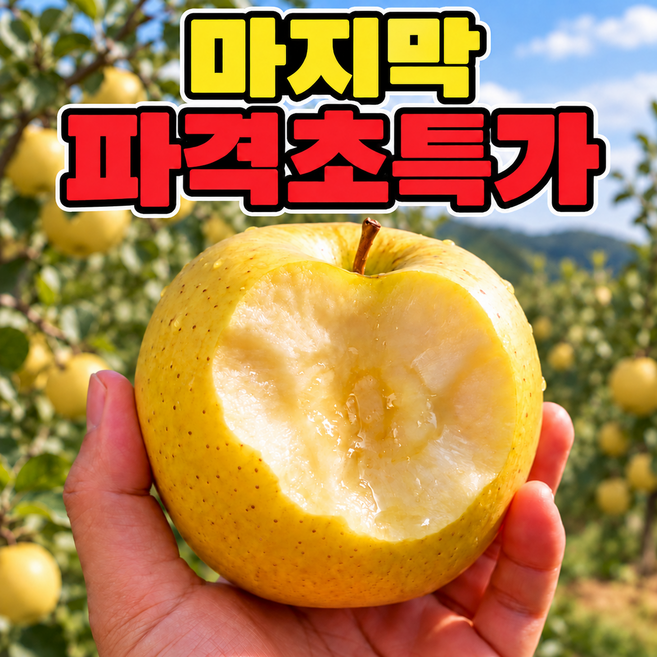 [하루한정50박스특가] SNS난리난 극찬의맛 황금사과 시나노골드, 1박스, 3kg