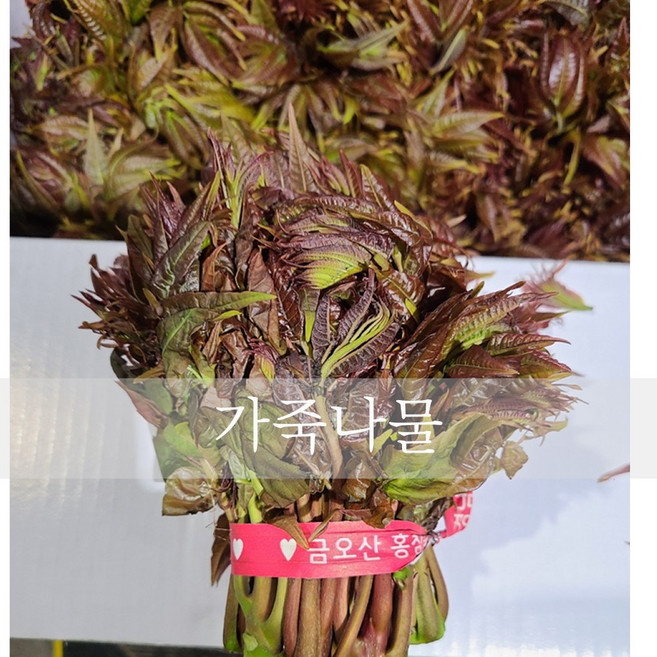 26년첫순 가죽나물 참죽나물 참죽나무 어린순, 1개, 250g