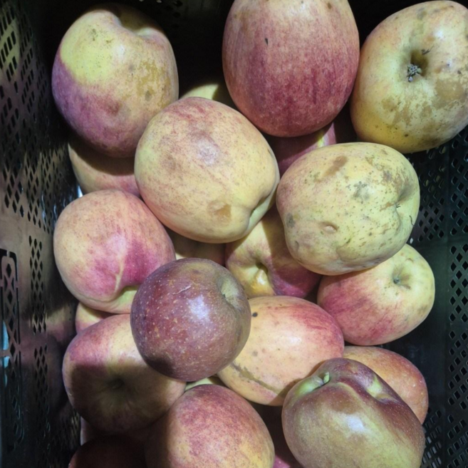 [타임세일]내실보장 농가상생 못난이 설탕꿀범벅 부사사과, 1박스, 10kg