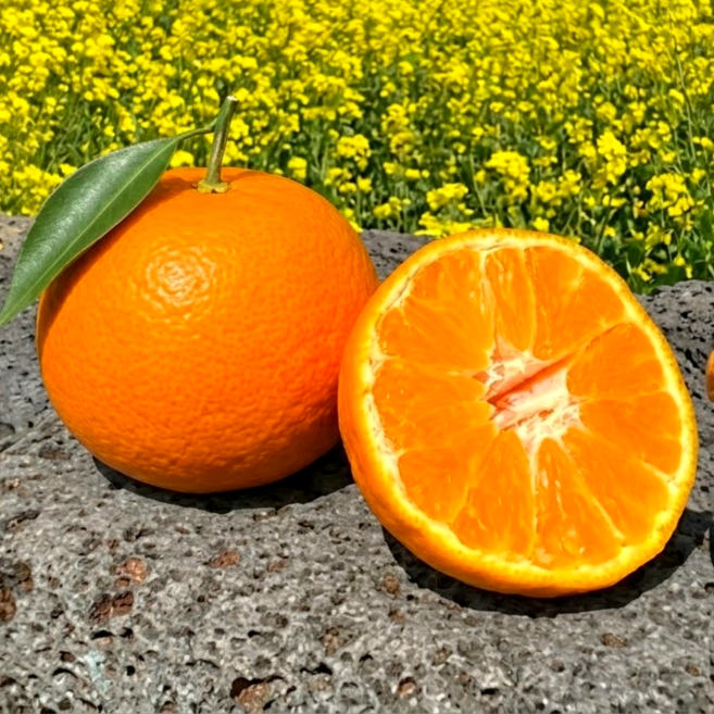 [타임특가] 16brix 초고당도 농장직송 달콤한 과즙 폭탄 제주 카라향, 1개, 카라향 2kg