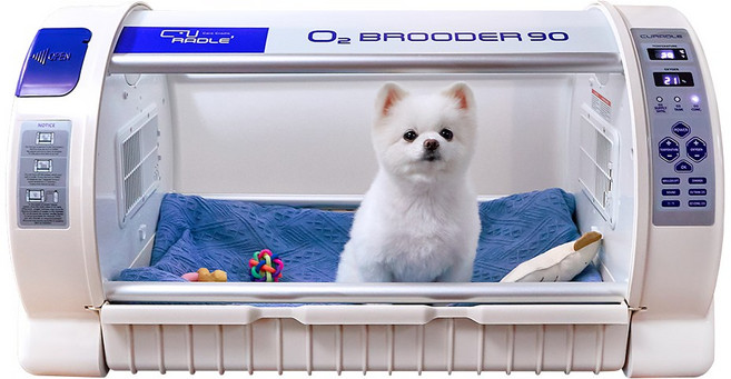 [의료기기] 강아지 고양이 산소방 큐레이들 펫 오투 브루더 산소 농도 조절 및 확인 네블라이저방, 1개, 큐레이들 단품