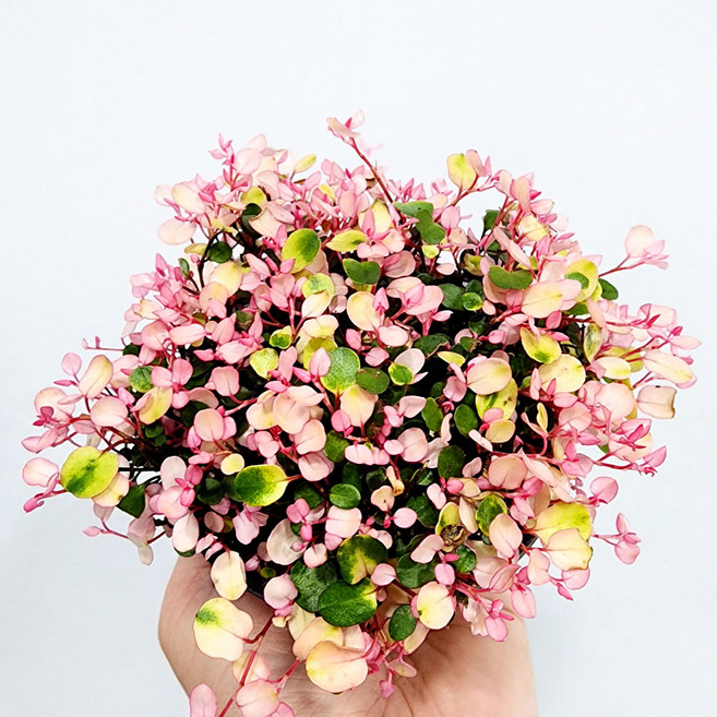 에덴플랜트 핑크브리즈 소품 핑크 트리안 공기정화식물 1개