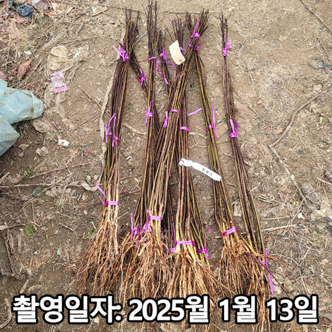 충주원예조경 / 자엽백일홍(자엽배롱나무) / 백색 / 삽목2년(특) / 1등묘, 1개