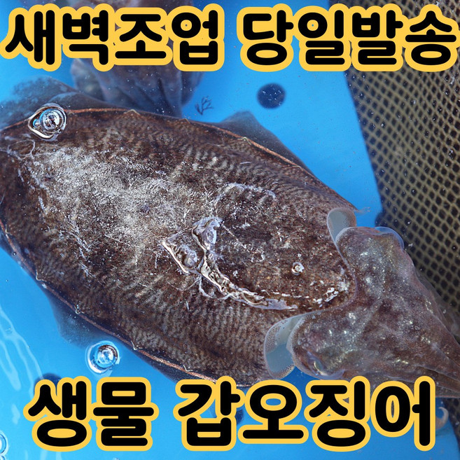 [산지직송] 국내산 생물 갑오징어 횟감 특품, 1박스, 2kg