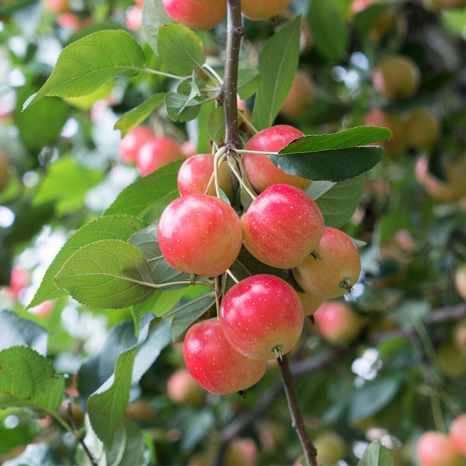 상상정원 꽃사과 나무 묘목 - 실생묘 & 접목묘, 1개, 실생/2년생