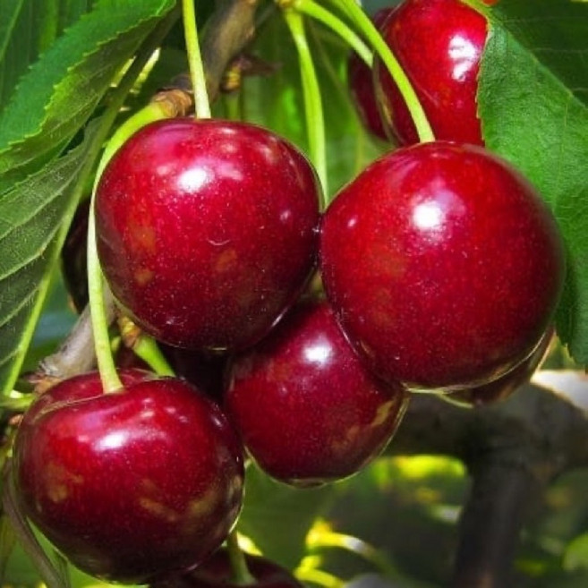 왕체리 묘목 / 인기품종 서밋과 레이니어 품종 / 서로수분수되는 최상조합 2주세트, 2개, 나무색