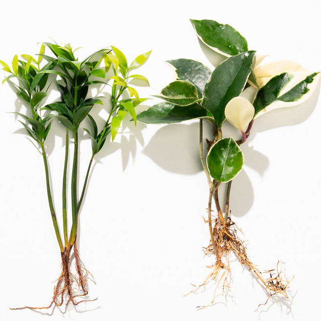 메이크정글 공기정화 수경재배 흙 세척 식물 2종 세트, 죽백 + 호야