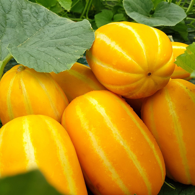 [농장직송] 성주 꿀 참외 가정용 혼합과, 1박스, 5kg