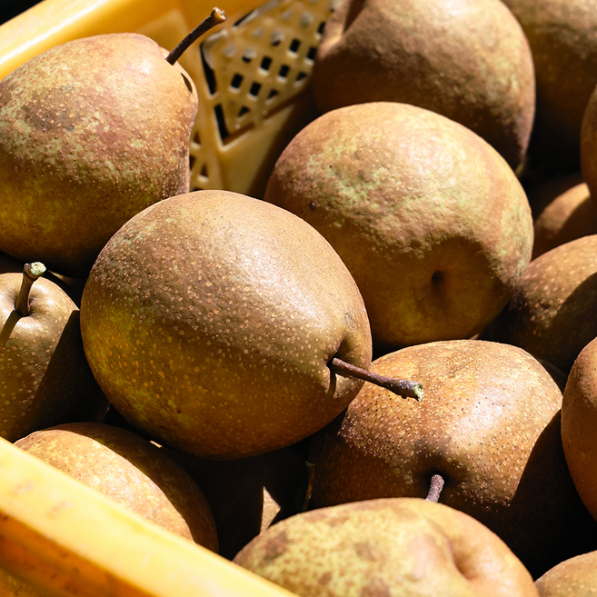 따봉프레시 프리미엄 황제 돌배 거창 특산품, 1개, 5kg