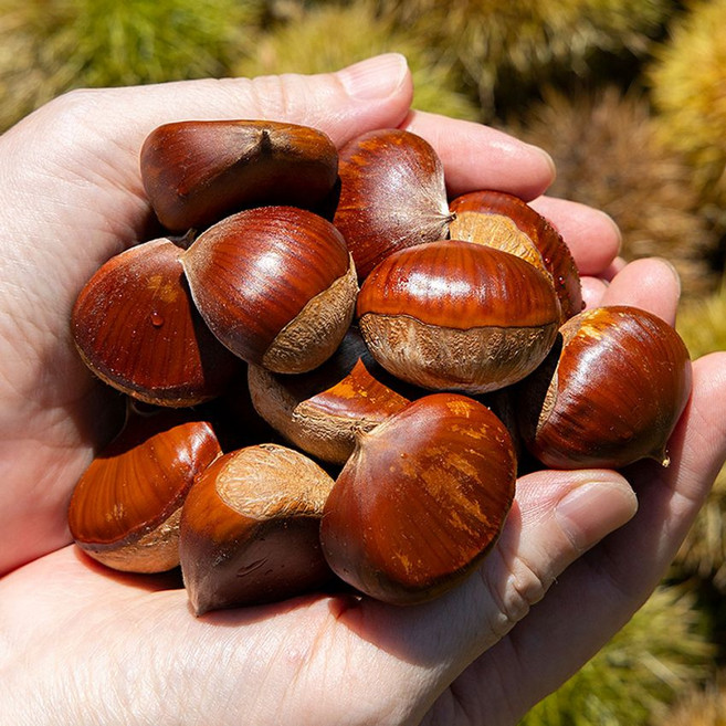 국내산 햇밤 알밤 대 1kg~10kg, 1박스, 1kg