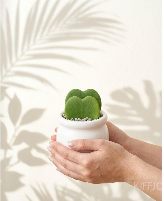 하트호야 행운의 하트다육이 제니오숲, A. 더블 하트호야