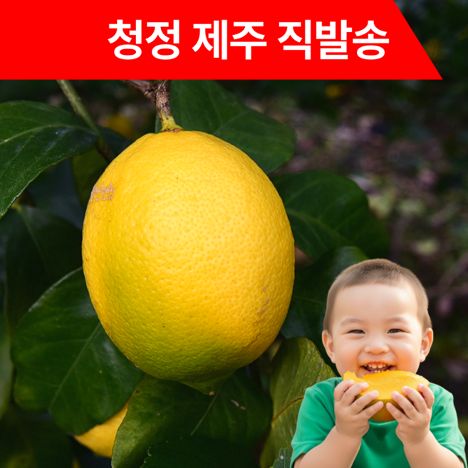 [제주직송] 제주레몬 무왁스 무착색 무제초제, 1박스, 3kg (못난이)