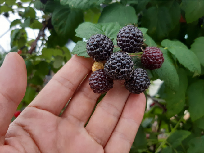 국내산 산지직송 토종 복분자열매 특품 급냉, 1개, 2.5kg(특품)