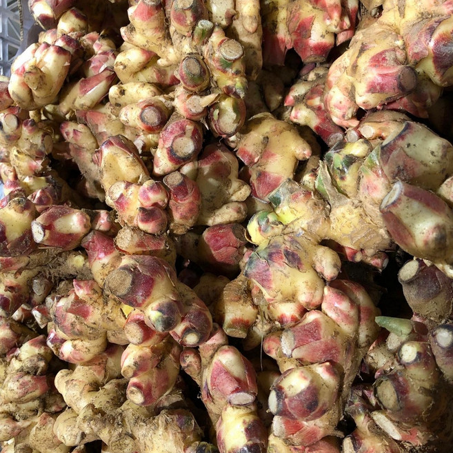 25년 국내산 햇 흙 생강 특품, 1개, 햇 흙생강 5kg