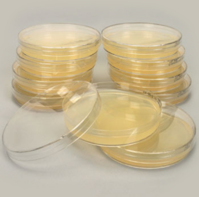 [과학쌤이오] 미생물 곰팡이 배양 표준한천배지 PCA