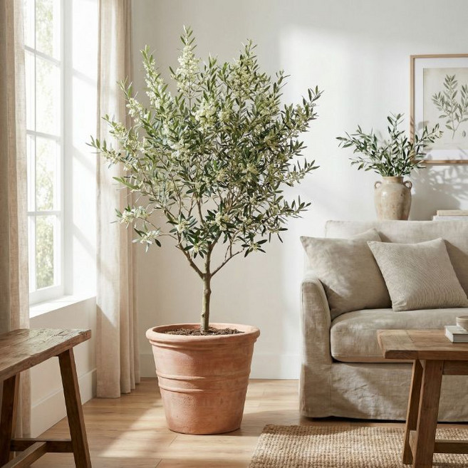 목하원예조경 올리브나무 A급 특대품 외목대 묘목 독립수형 올리브 열매나무 공기정화 식물 반려식물, 1개, 단일