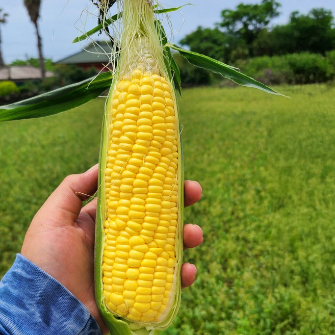 의령 햇 농장 초당 옥수수, 1개, (특품) 초당옥수수 (14cm 이상) 10개입