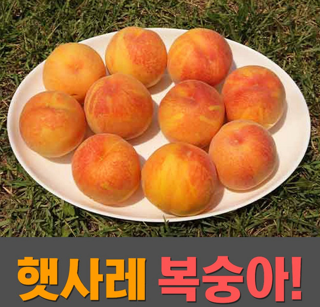 당도높은 고당도 햇사레복숭아 장호원복숭아 햇 황도복숭아 3kg, 1박스, 황도 대과 3kg