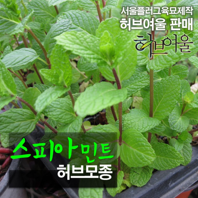 [모종] 스피아민트 (허브티 식용허브 노지월동) 허브모종 10개 (서울육묘생산 정품모종), 1개