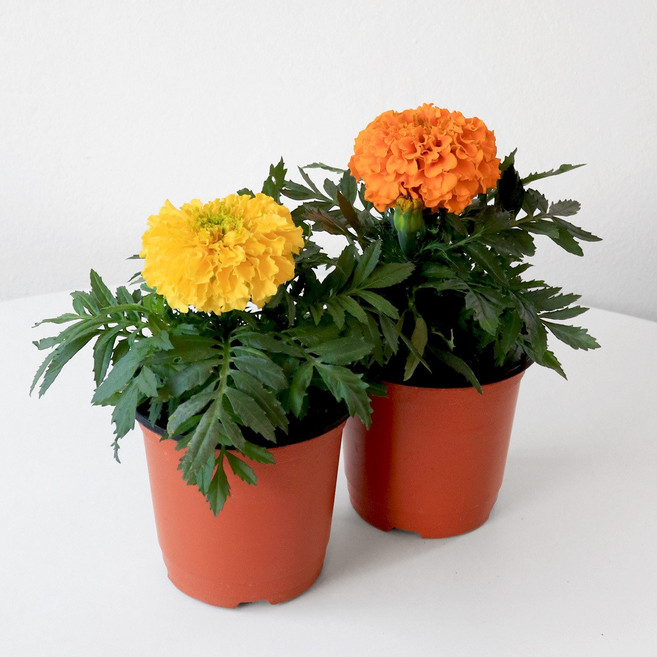 마이플랜트 메리 골드 잉카 야생화 꽃모종 꽃화분 모종 만수국 천수국 금잔화 포트화분 봄꽃 관엽식물 꽃, 오렌지, 2개