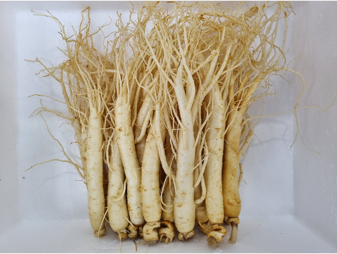 풍기인삼 소삼계2 무료세척 튀김용 백숙용 삼계용 업소용 500g(17-24뿌리) 현대만석인삼사, 8세트, 500g