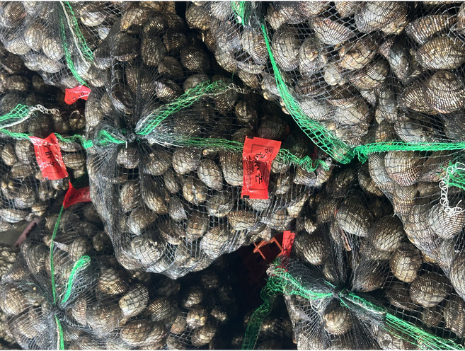 남해수산 국내산 벌교 피꼬막 피조개 산지직송, 1개, 10kg