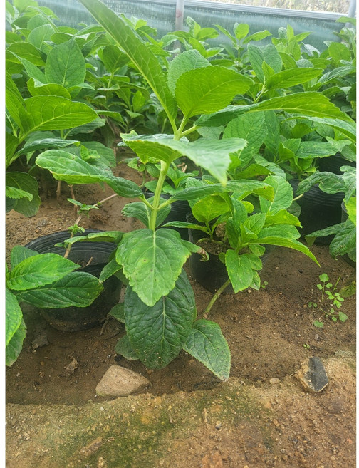 엔들레스썸머/제주 수국/포트묘 분묘, 1개, 엔들레스썸머 포트묘