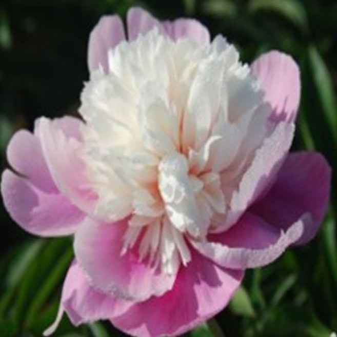 [충북농원] 고급 수입 작약 - 숙근묘 & 포트묘, 11. 로터스 - 포트, 1개