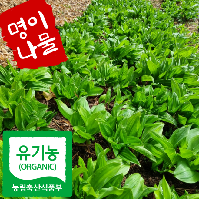 잎명이 100% 유기농 강원도 명이나물 1년중 봄에 만나는 봄나물 생 산마늘, 1개, 4kg