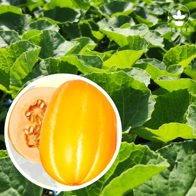 리틀플랜트 베타카로틴 참외모종, 2개