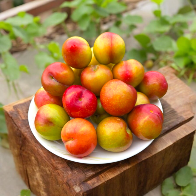 산지직송 추희자두 도담 후무사 달콤새콤 고당도, 1개, 대과 3kg