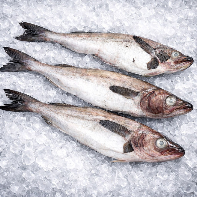 [최상급] 동태 5통 2-4마리 (2.3-4.5kg내외) 동태애 고니알 탕 찜 찌개, 1개, 4마리