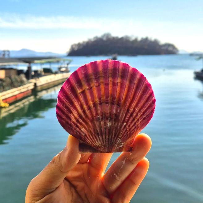 [해성수산] 당일조업 산지직송 고흥 프리미엄 세척 선별 비단 홍가리비, 7개, 1kg