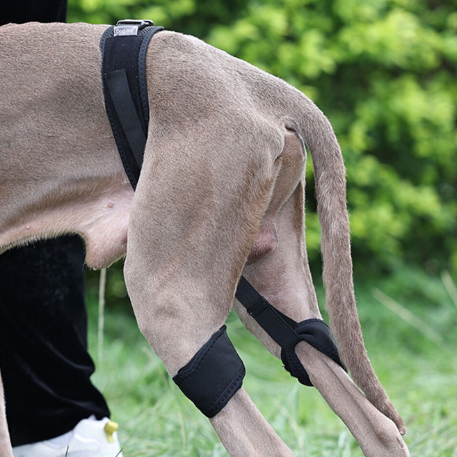 강아지 다리 관절 보호대 반려견 고관절 보호 보조기 L, 1개